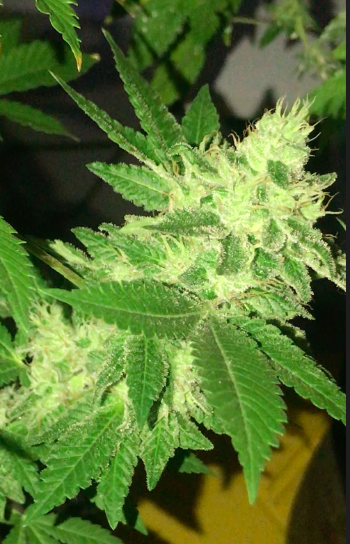 Flor de Cannabis Santa Elena - Imagen 3
