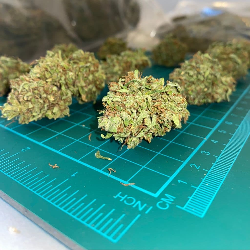 Flor de Cannabis Santa Elena - Imagen 6