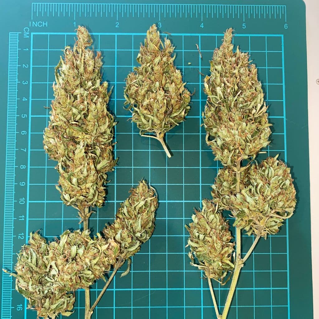 Flor de Cannabis Santa Elena - Imagen 7