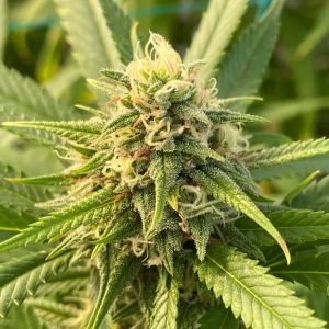 Flor de Cannabis Santa Elena