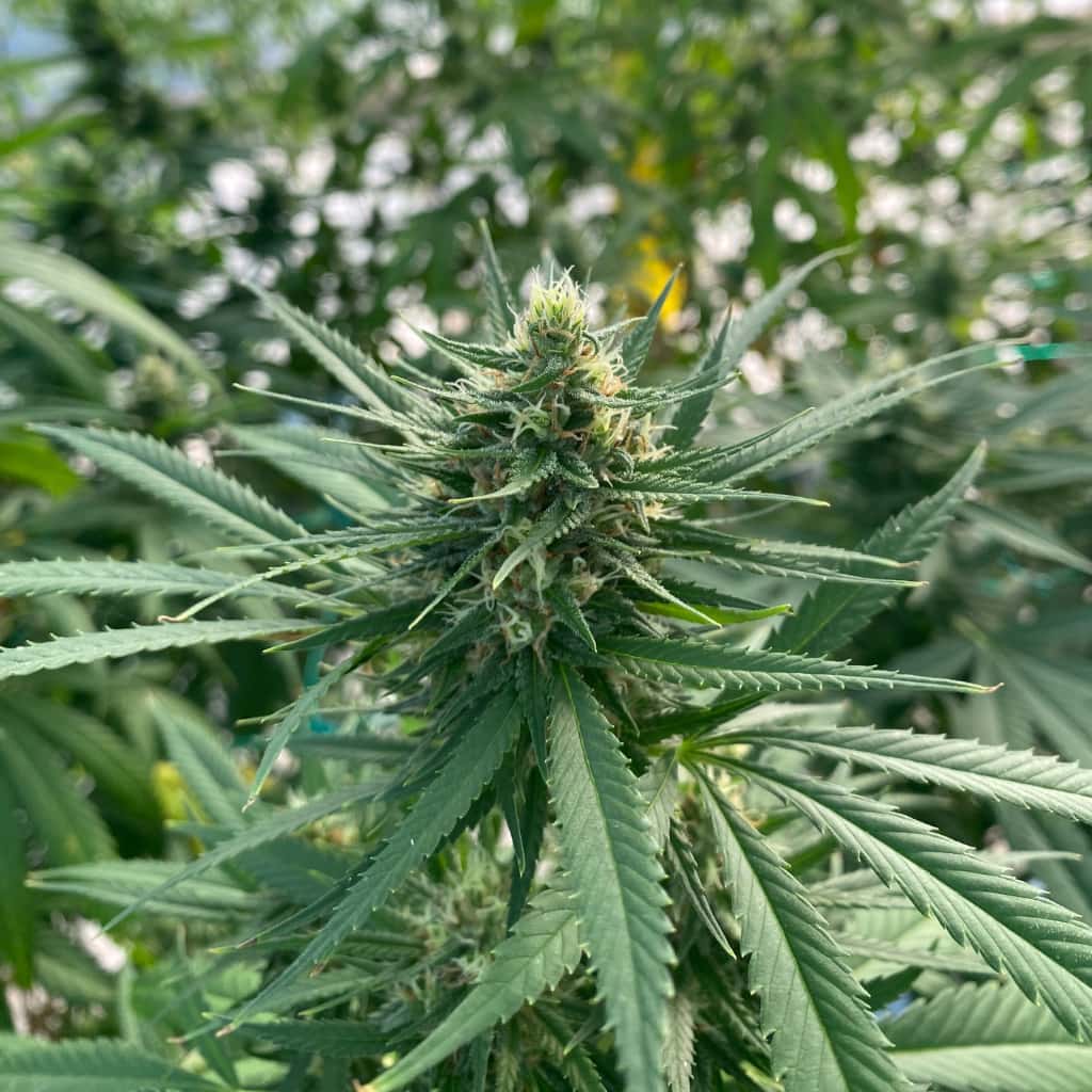 Flor de Cannabis Santa Elena - Imagen 4